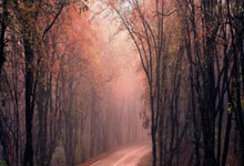 乐鱼体育网站-巴西足球梦碎：名将因伤退赛引发的深层思考